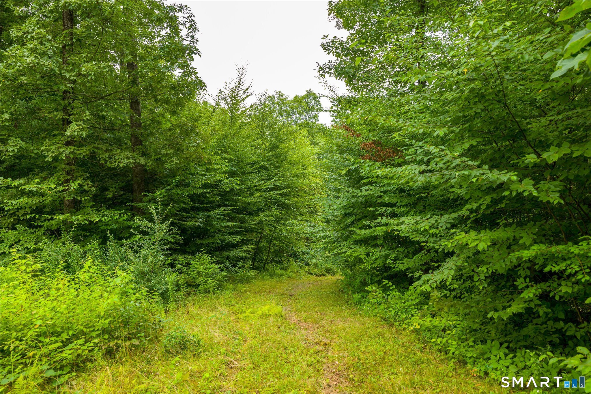 Wooded property with a grassy path leading into dense green trees.