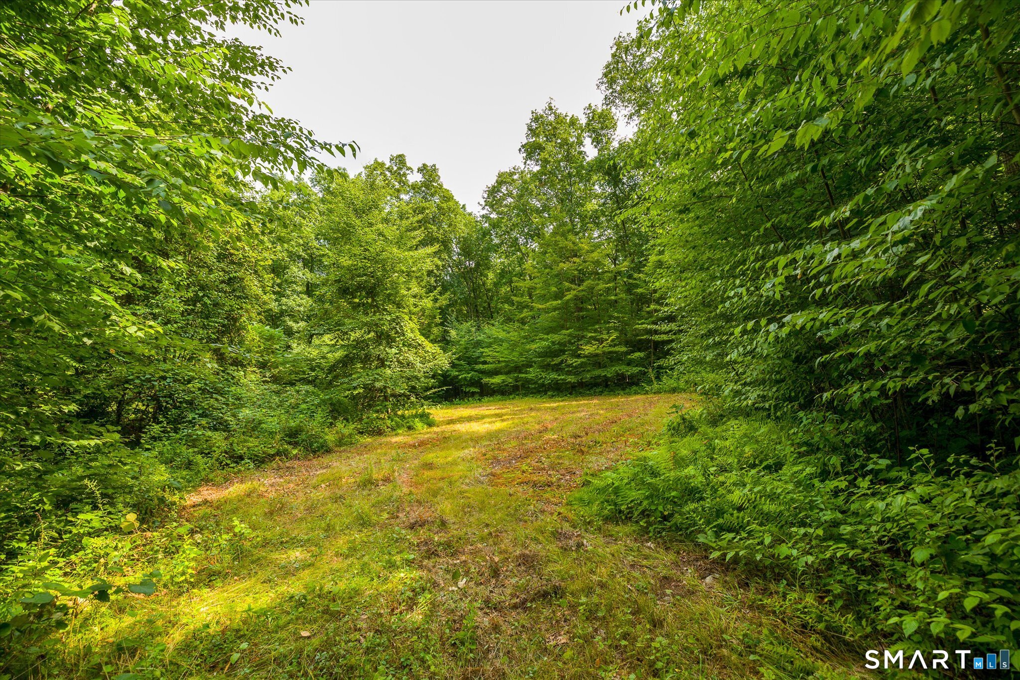Wooded property with a grassy clearing surrounded by dense summer trees.