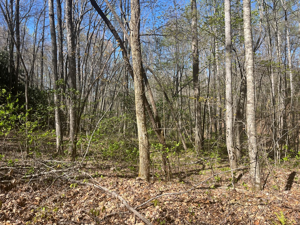 359 Loon Lane