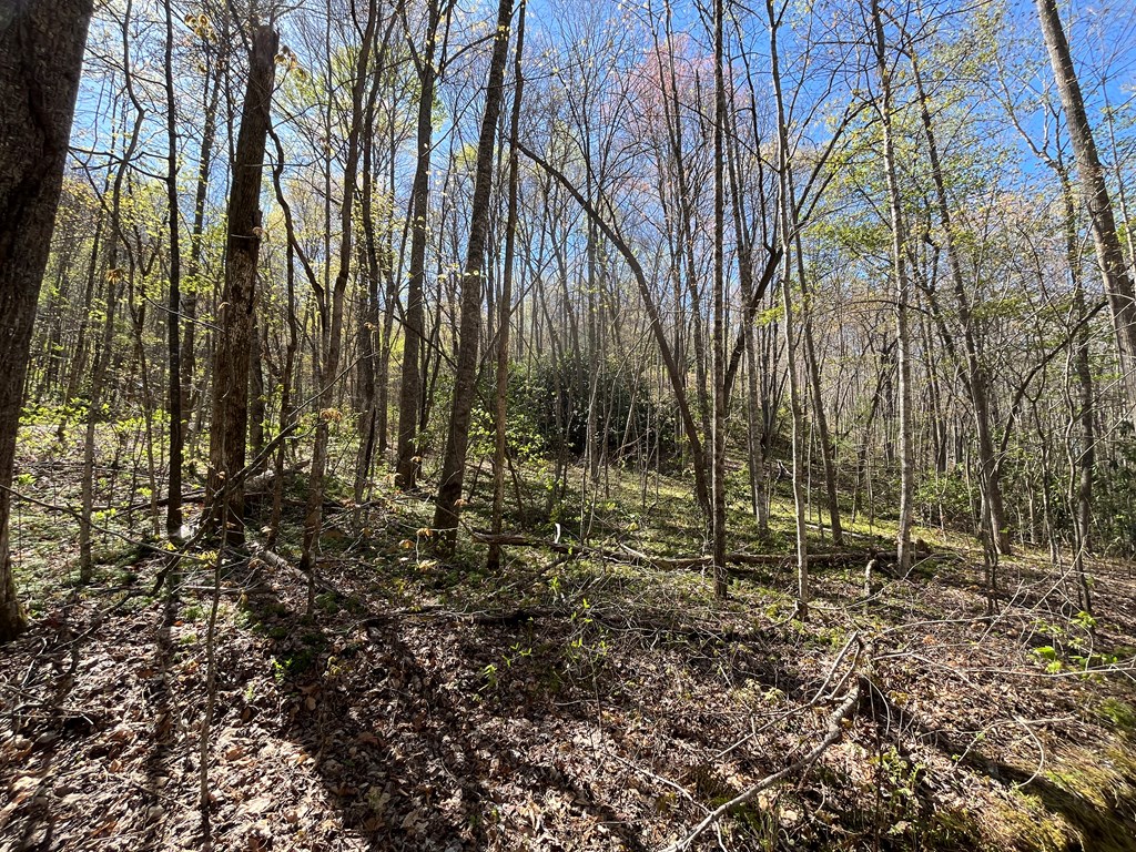 359 Loon Lane