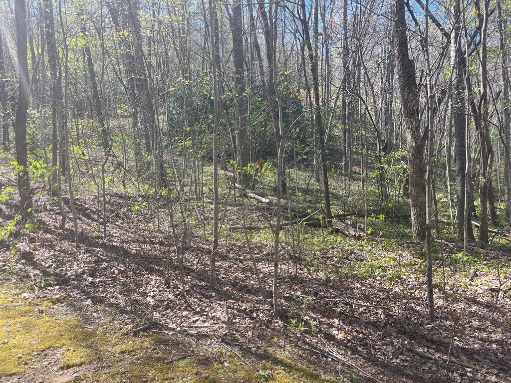 359 Loon Lane