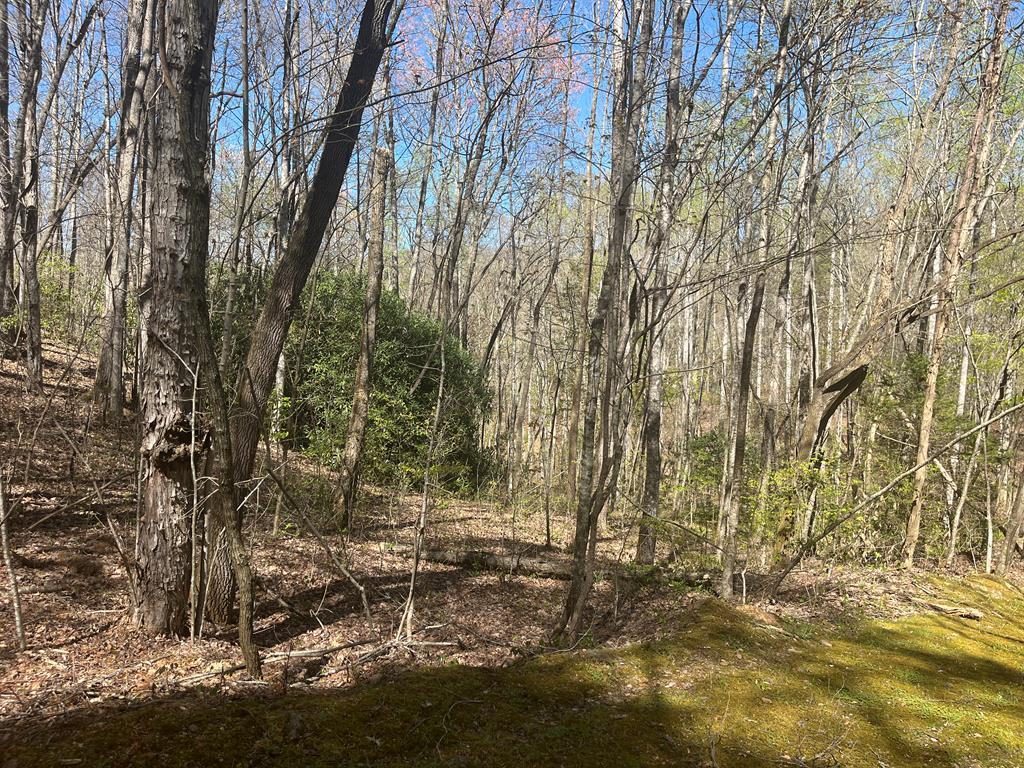 359 Loon Lane