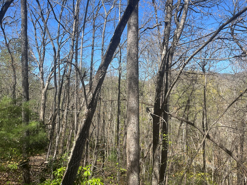359 Loon Lane