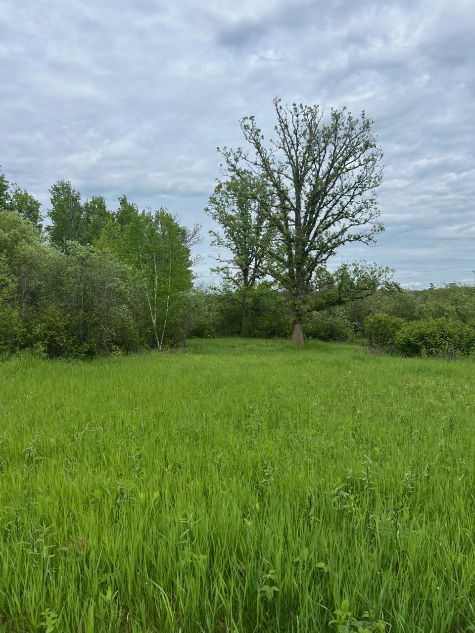 TBD Coneflower Drive SW