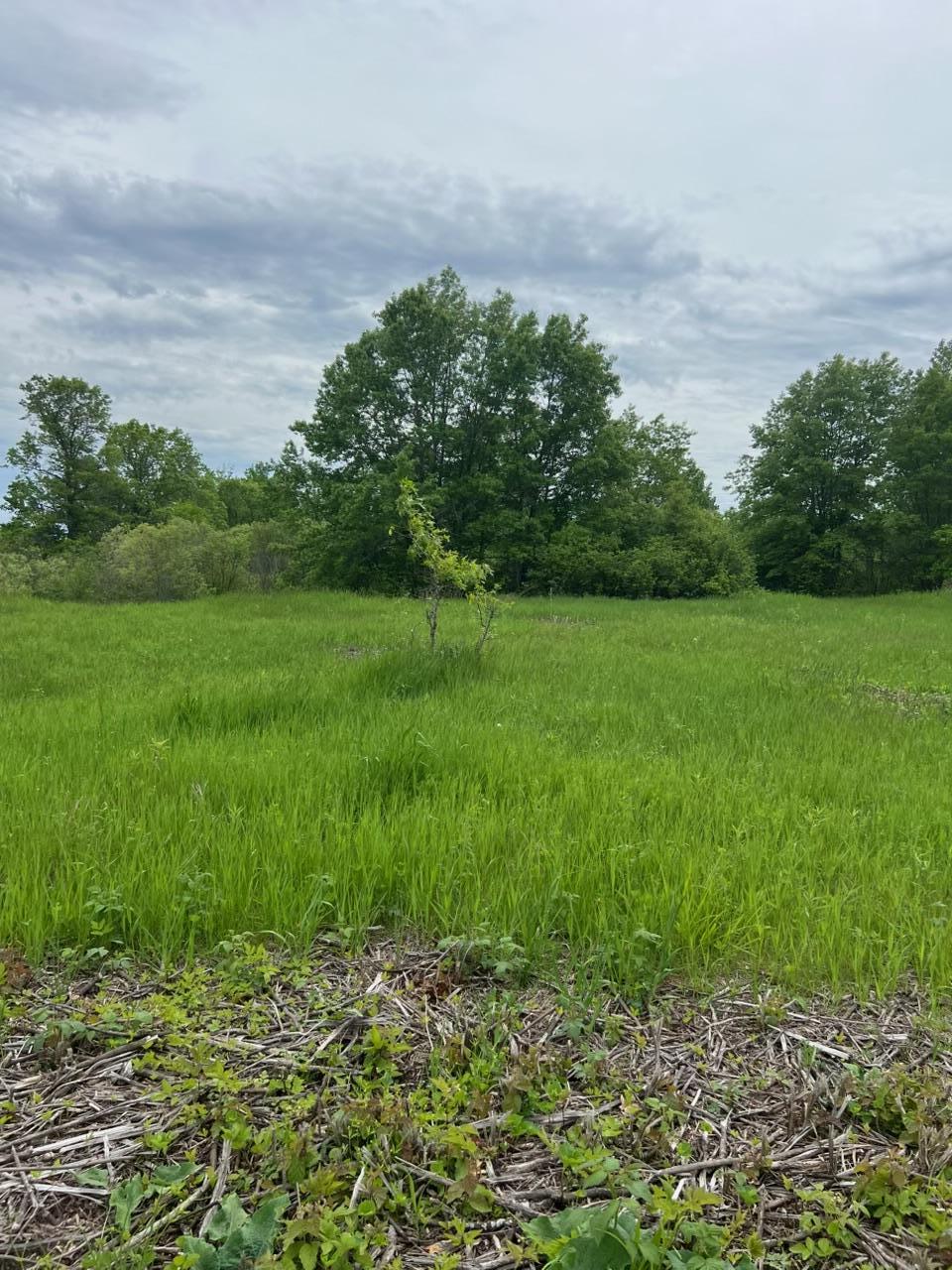 TBD Coneflower Drive SW