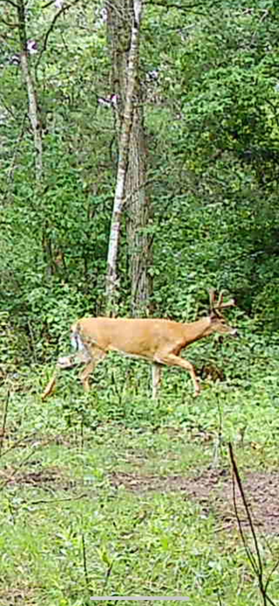 TBD Greenwood