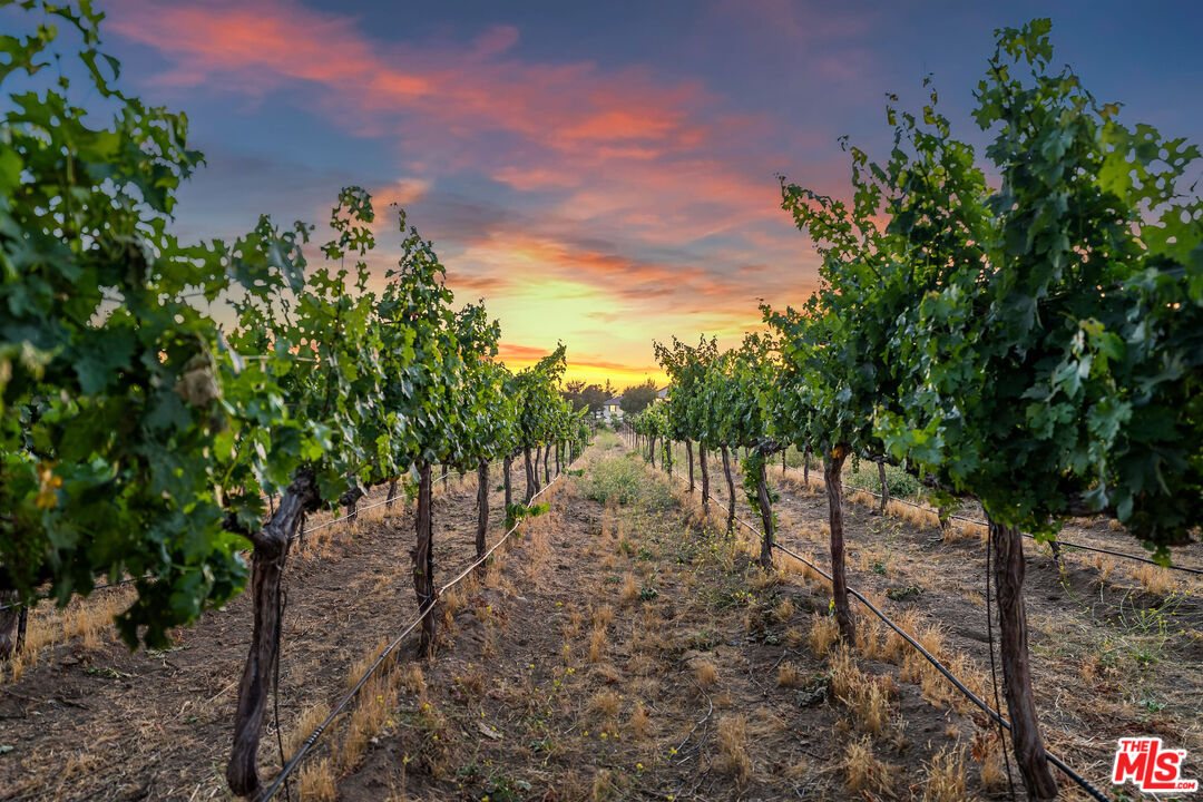 Vineyard rows stretch toward the horizon beneath a colorful sunset sky.