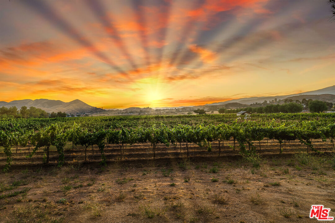 Vineyard rows beneath a vivid sunset, with mountains on the horizon.