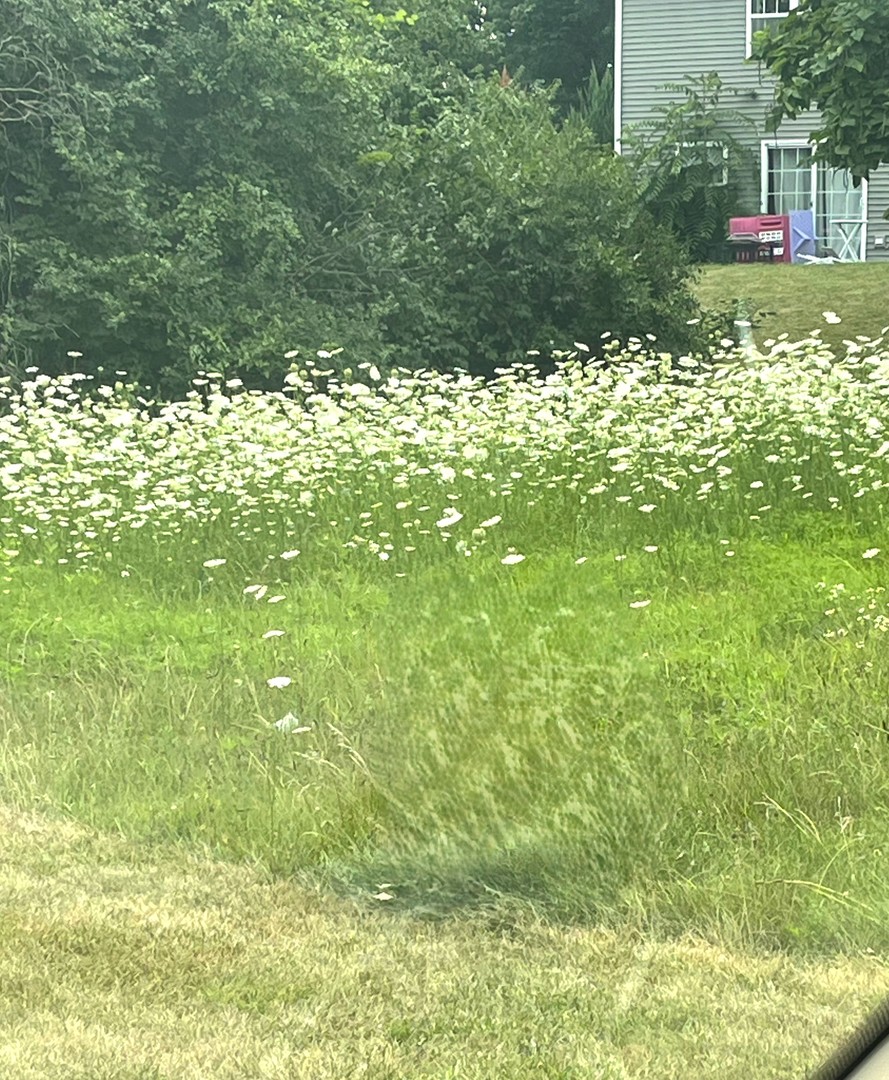 Lot 43 Meadowview Lane