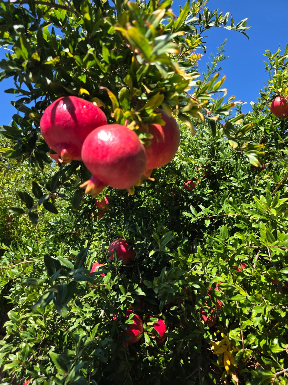 605 Sandpiper Circle