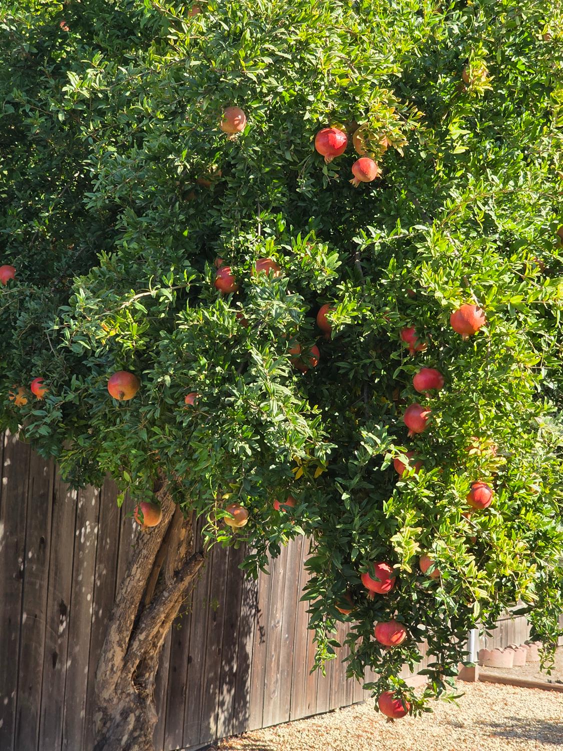 605 Sandpiper Circle