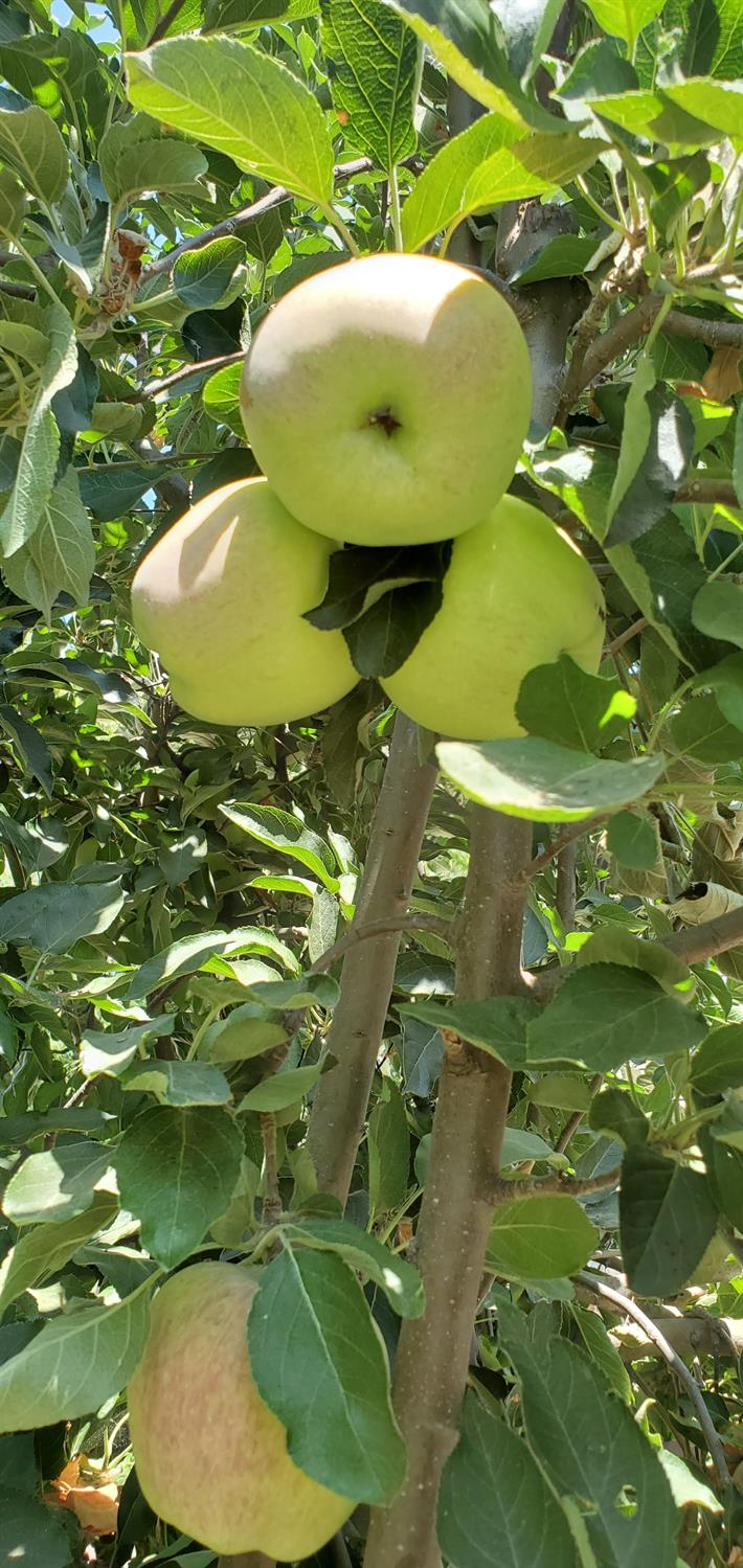 605 Sandpiper Circle