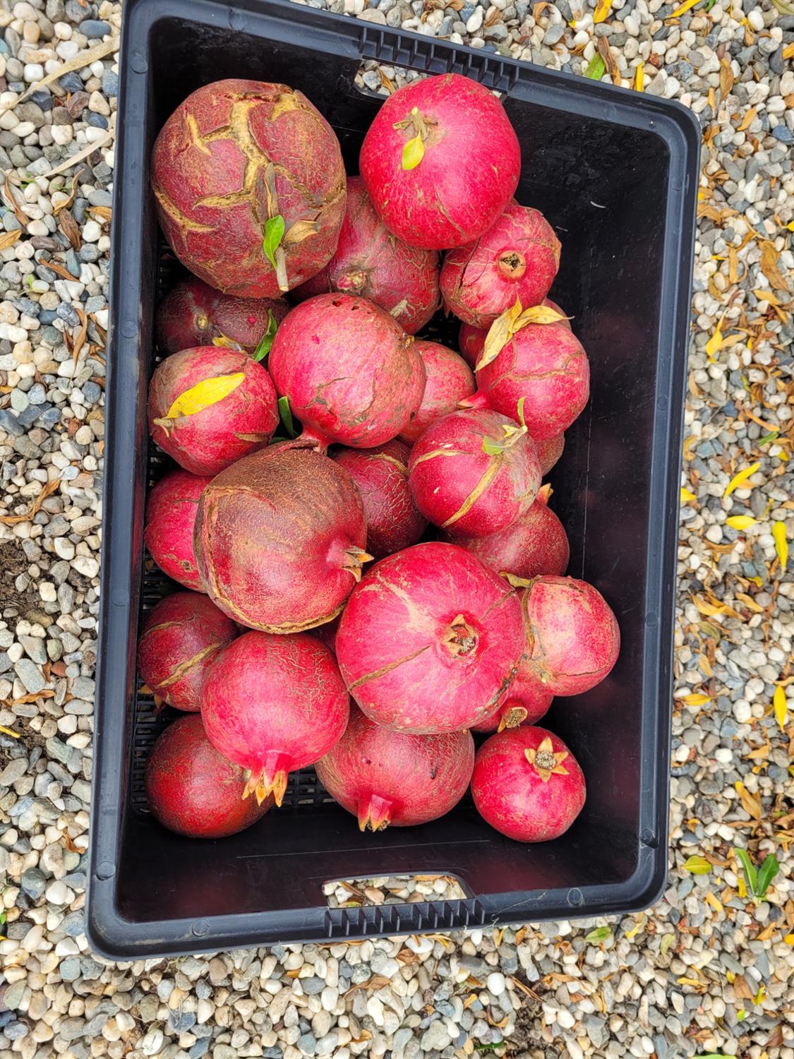 605 Sandpiper Circle