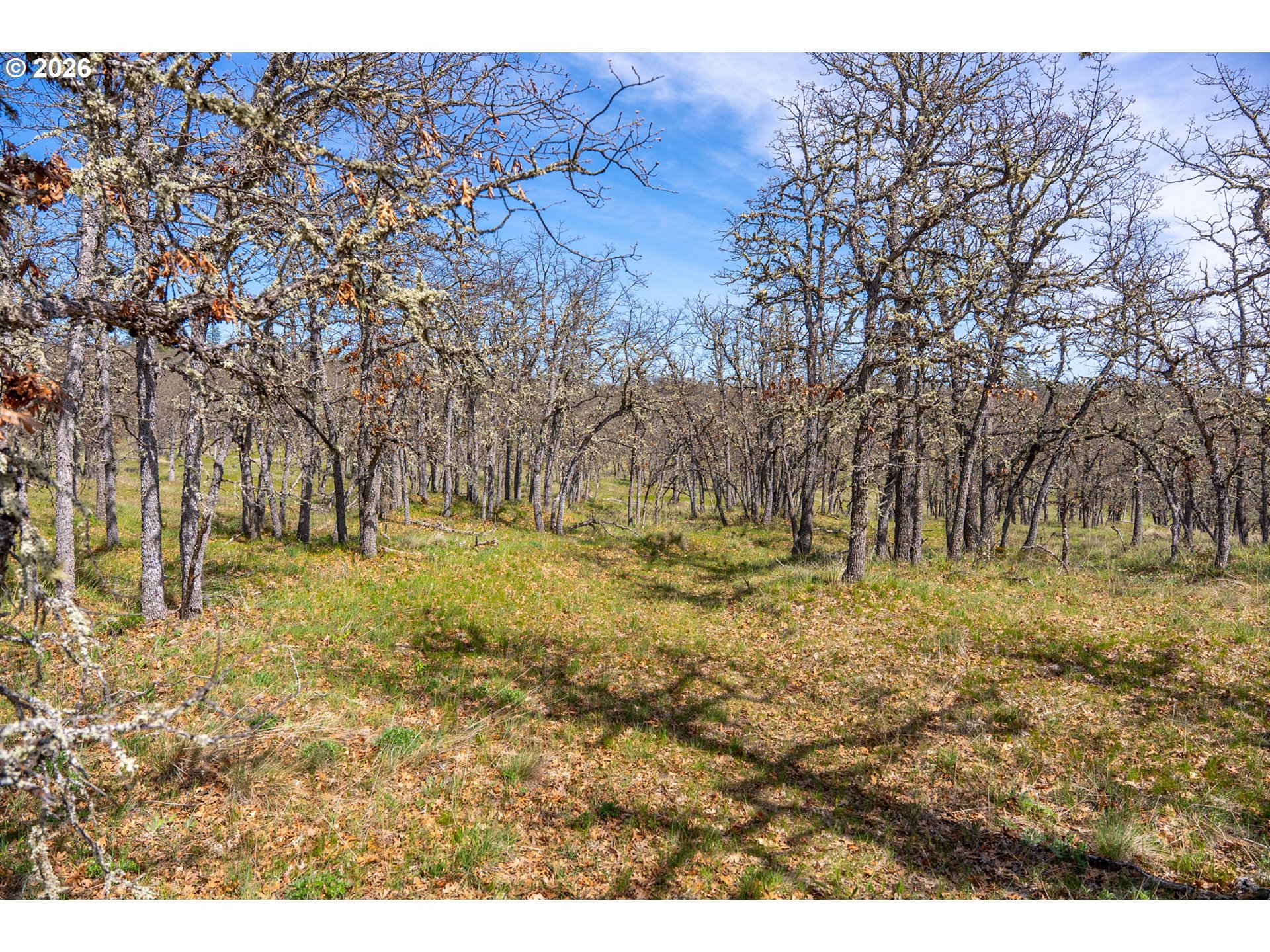 Piney Woods