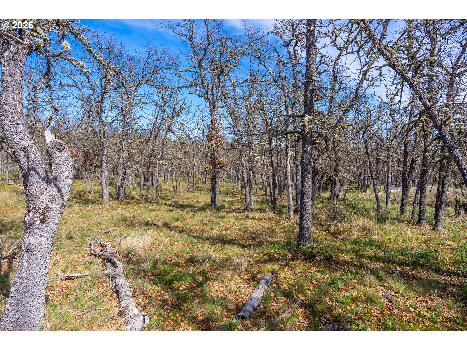 Piney Woods