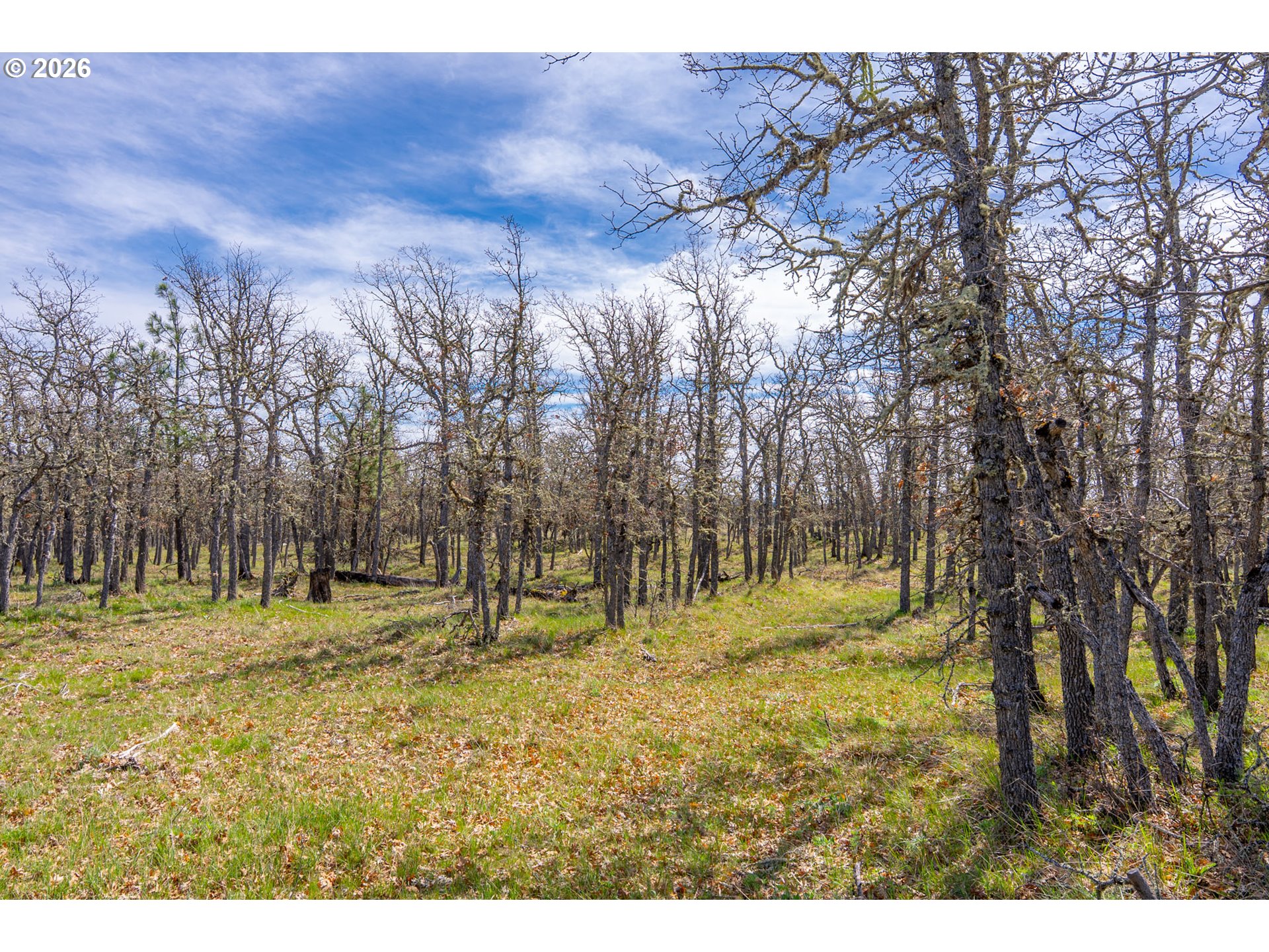Piney Woods