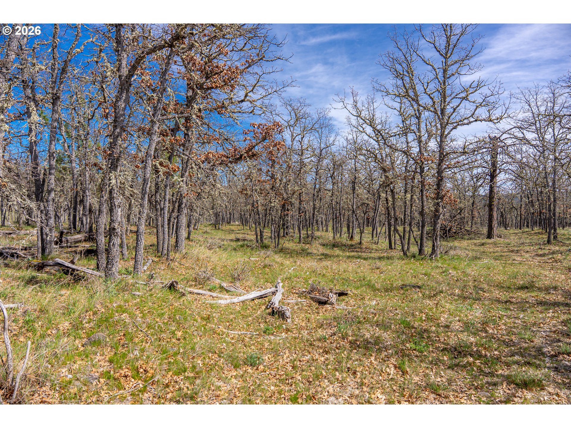 Piney Woods