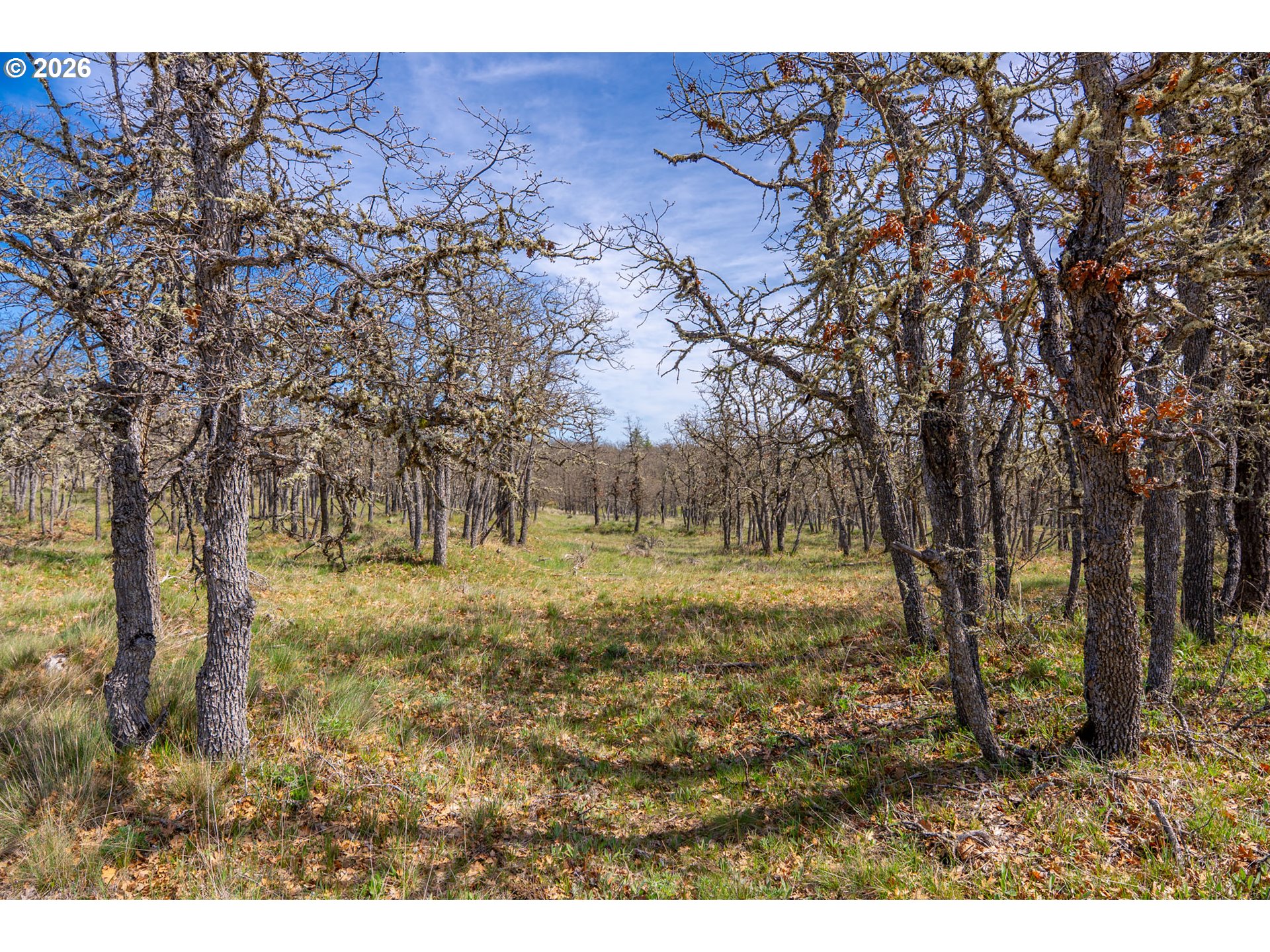 Piney Woods