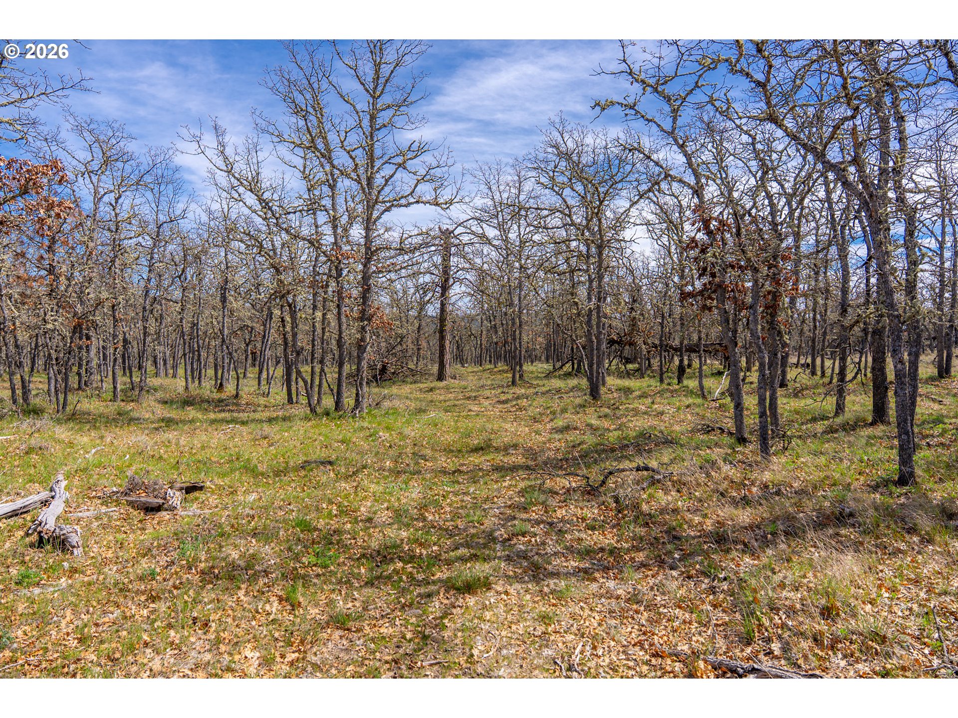 Piney Woods