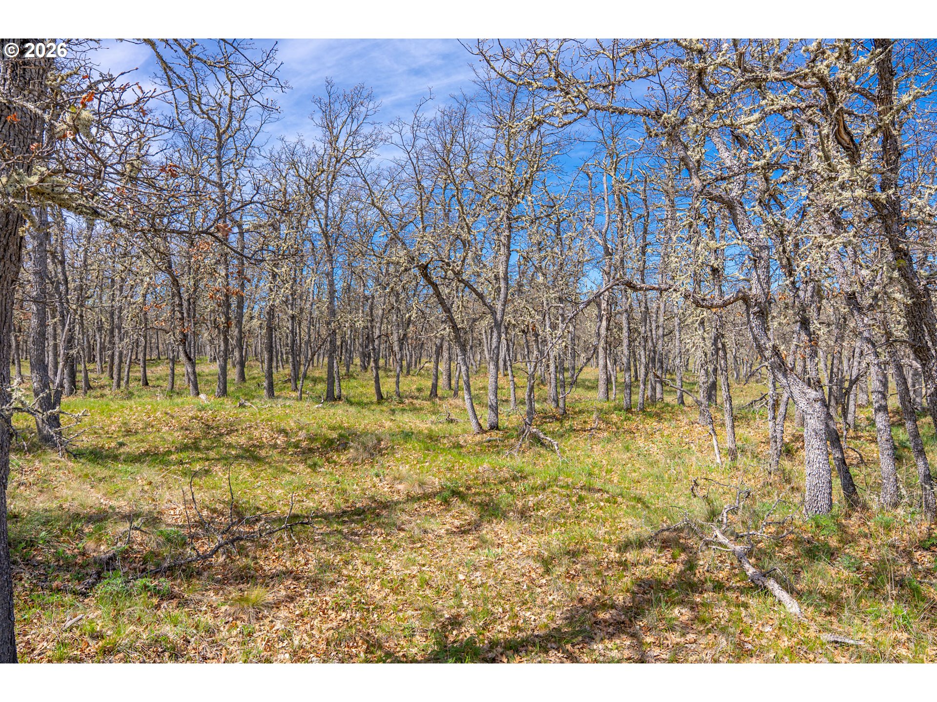 Piney Woods
