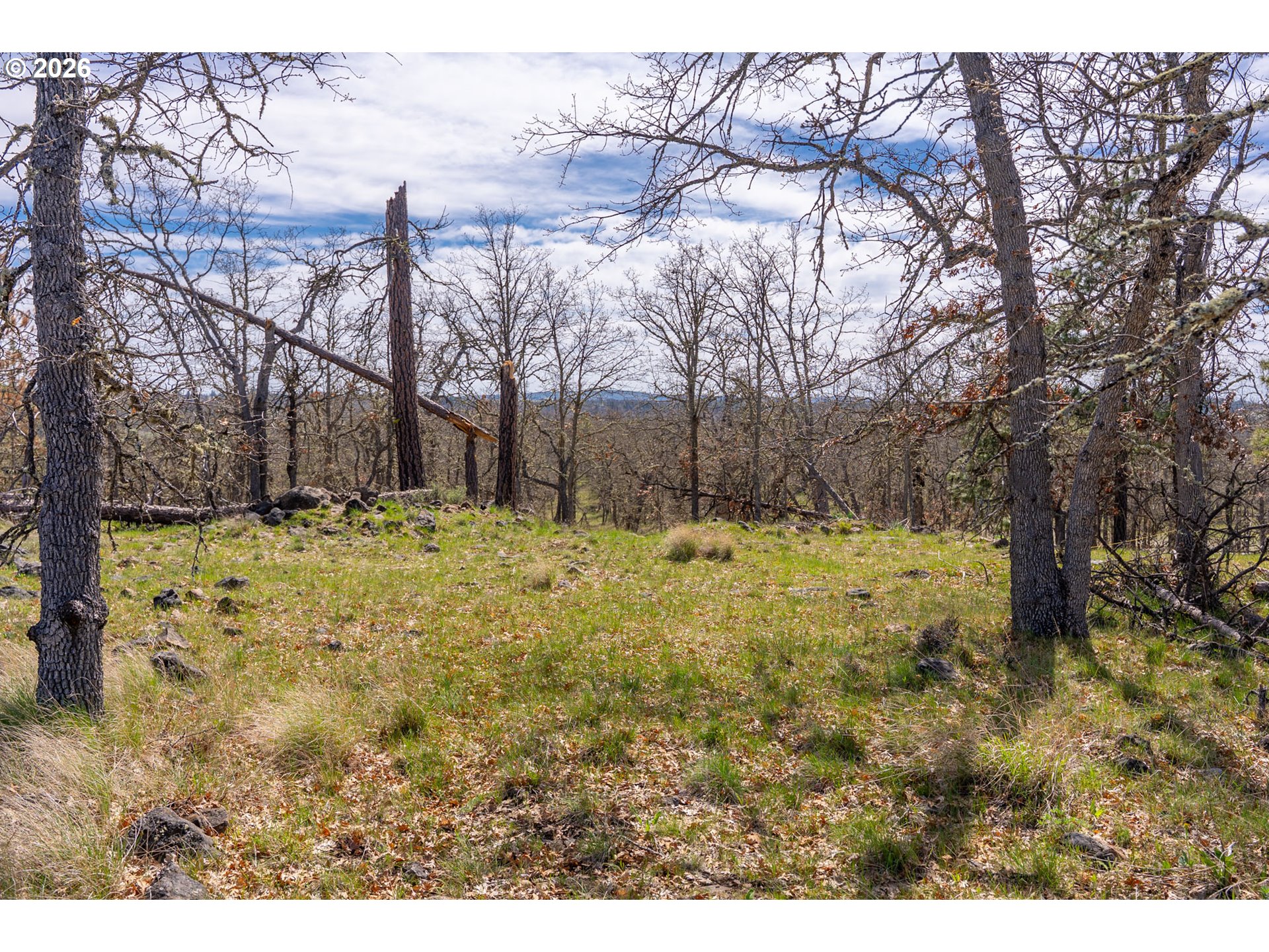 Piney Woods