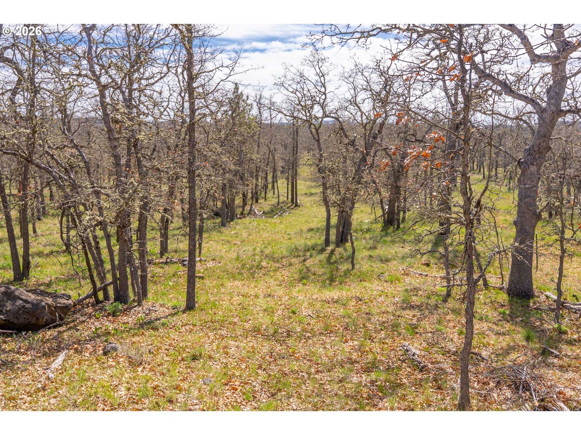 Piney Woods