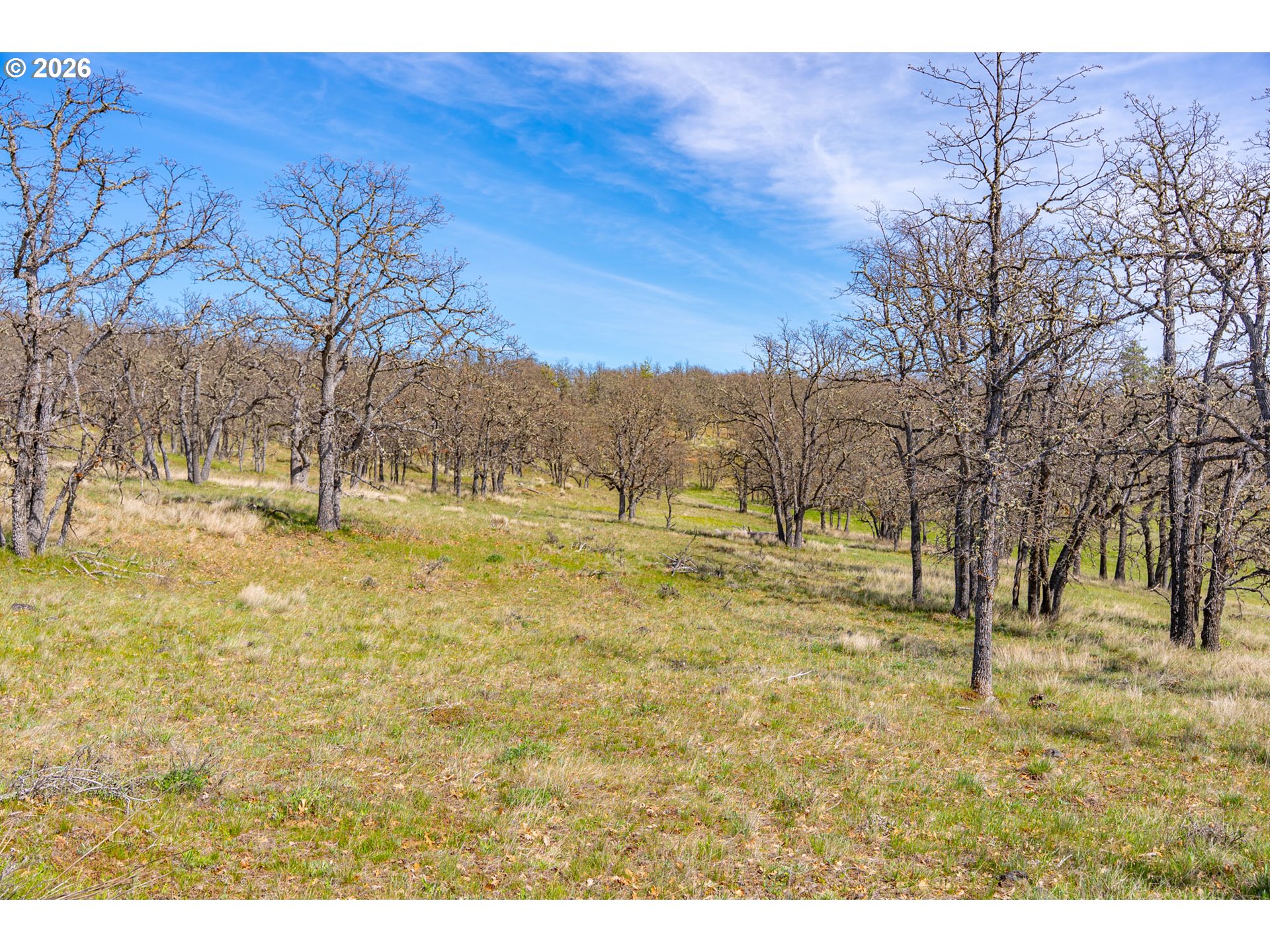 Piney Woods