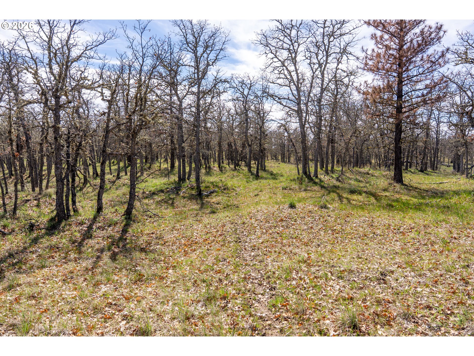 Piney Woods