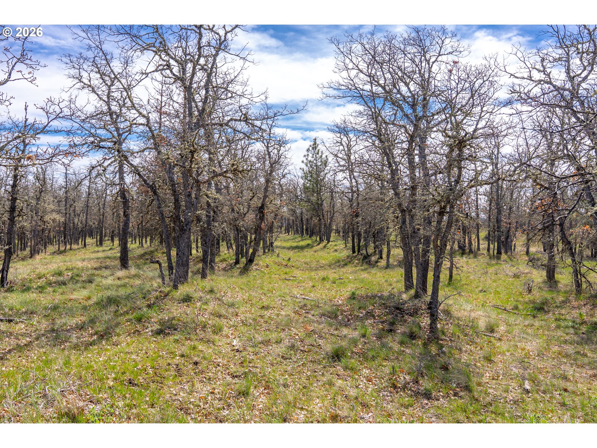Piney Woods