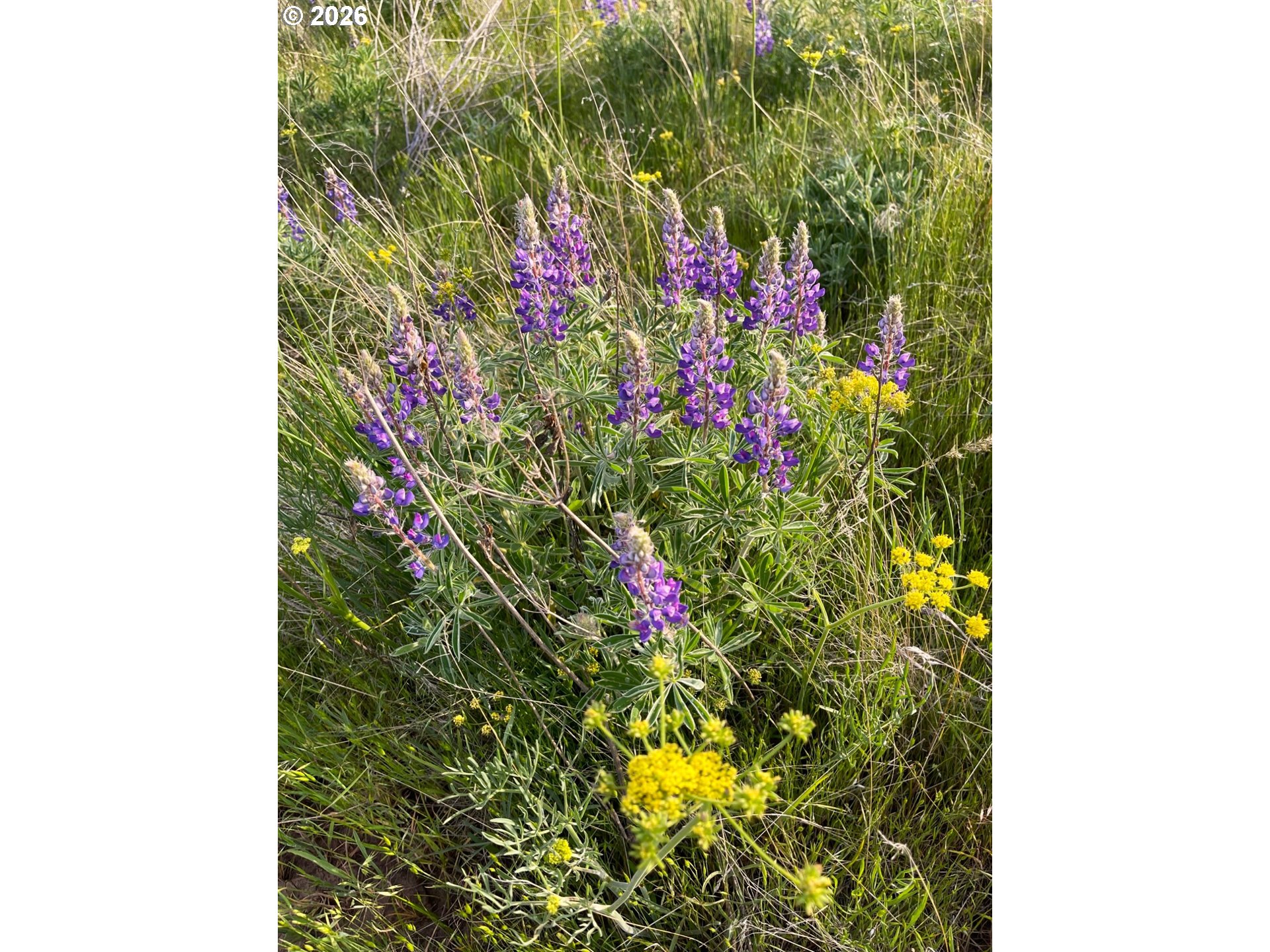 44 Wildhorse Ranch RD