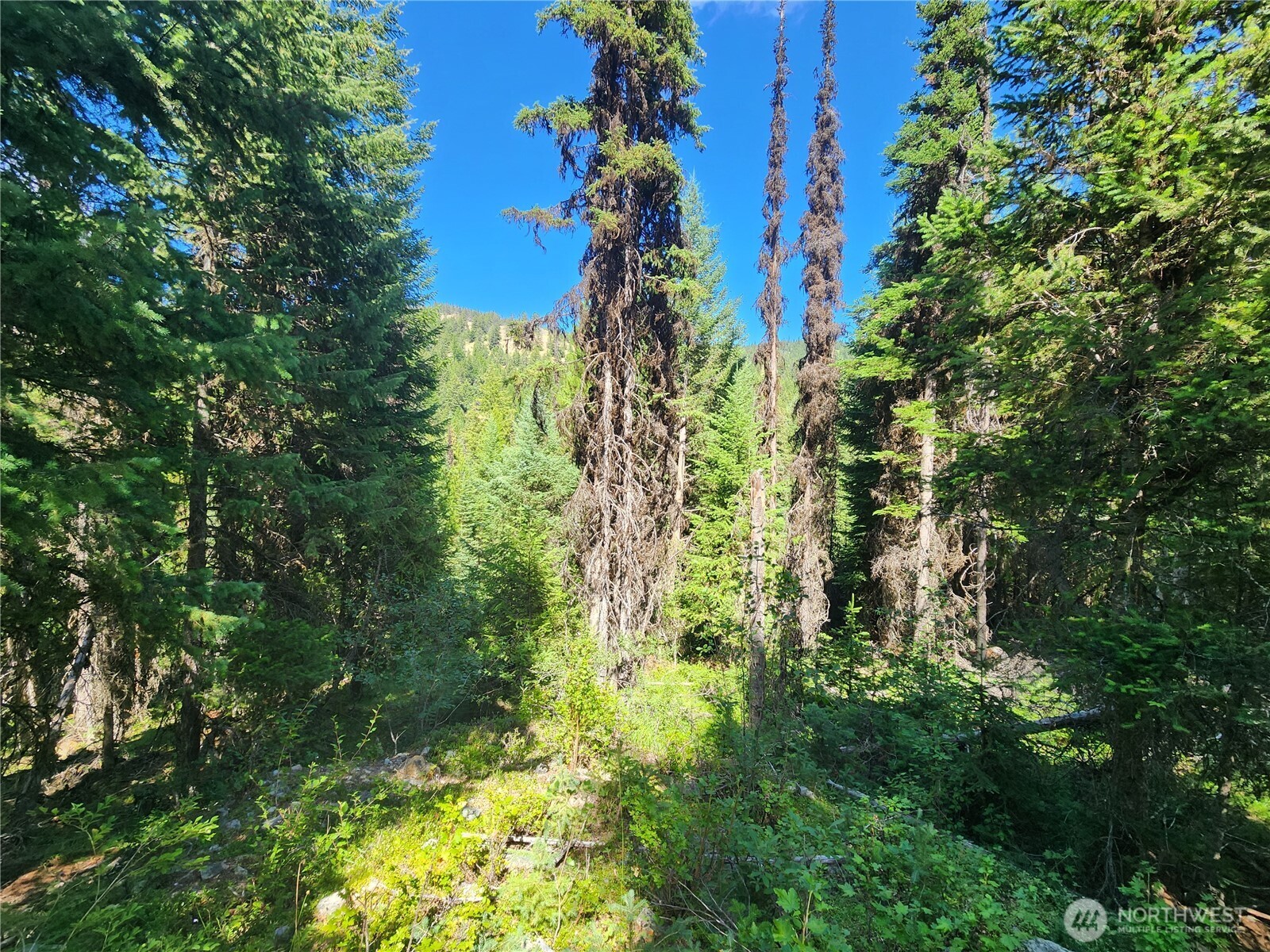0 XX East Fork Cougar Creek Road