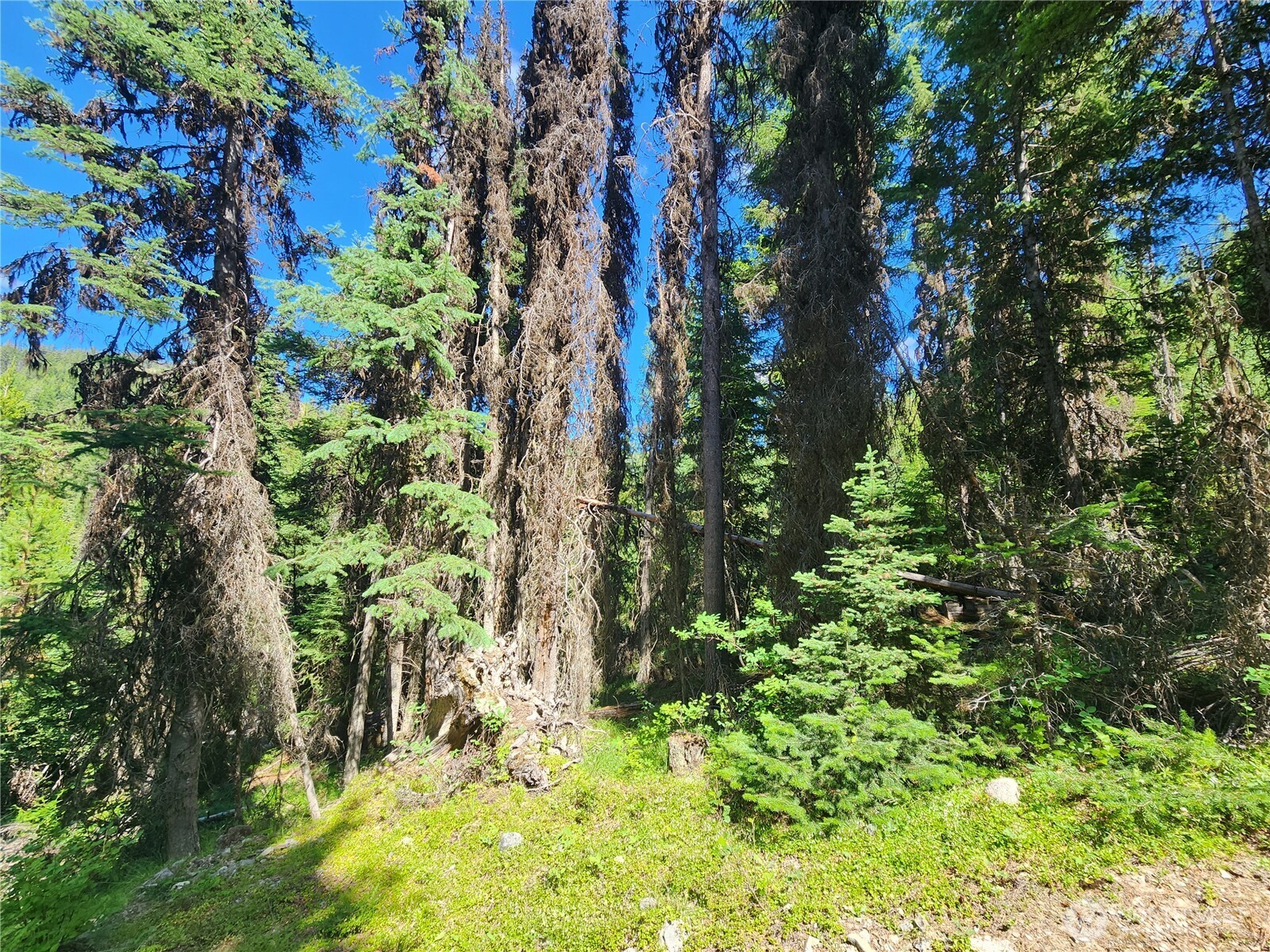 0 XX East Fork Cougar Creek Road