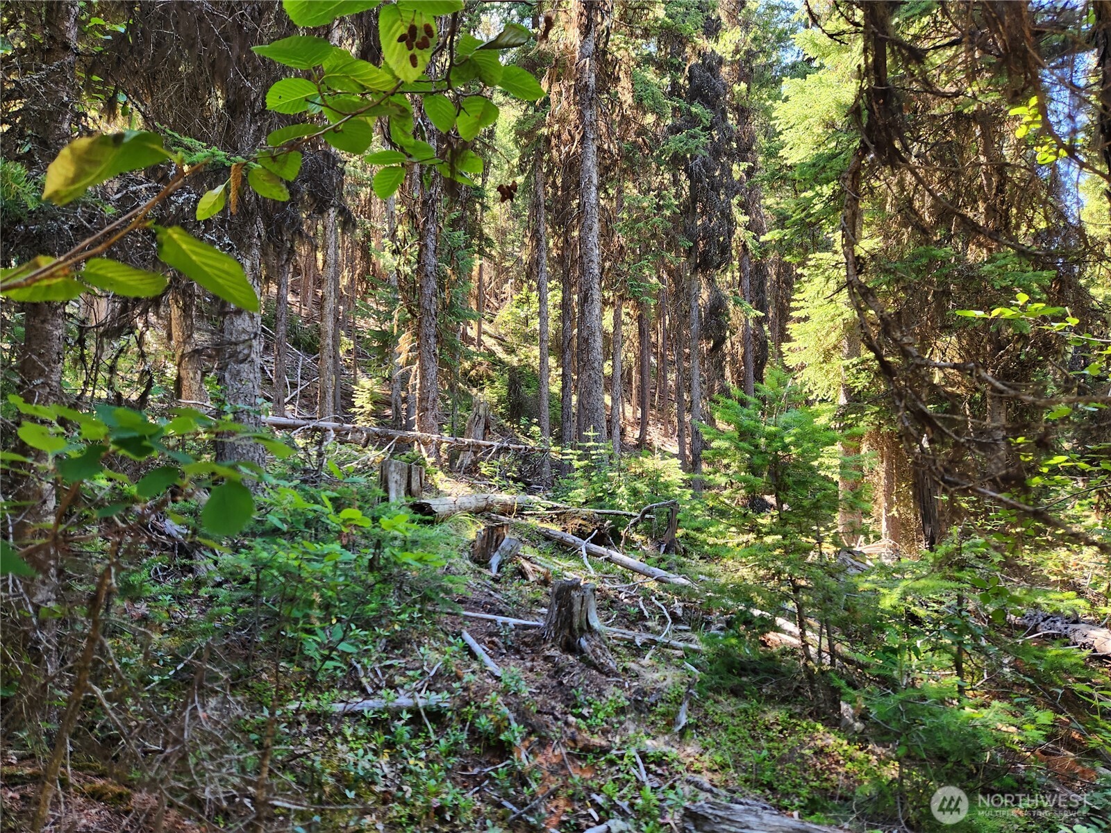 0 XX East Fork Cougar Creek Road