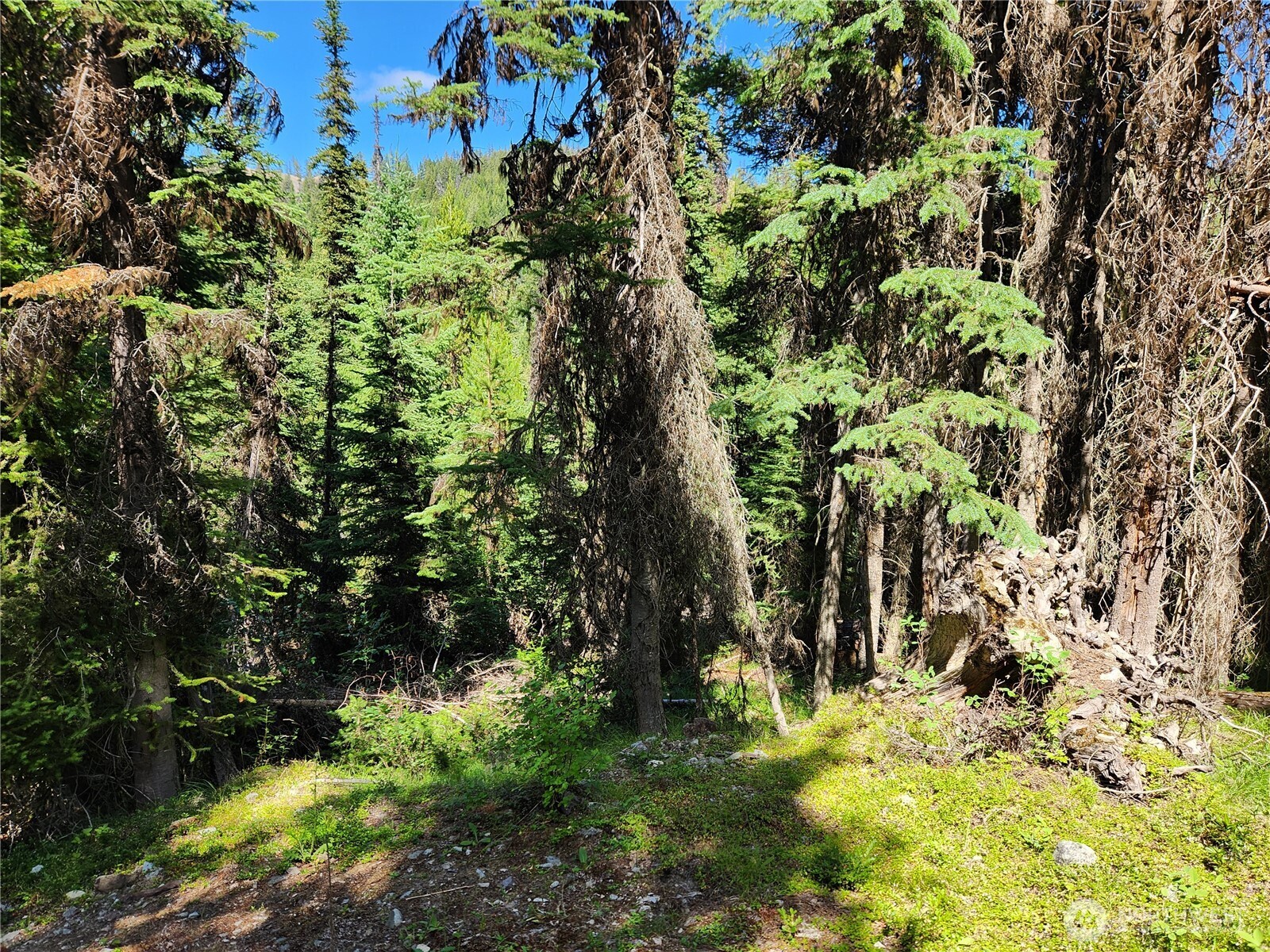 0 XX East Fork Cougar Creek Road