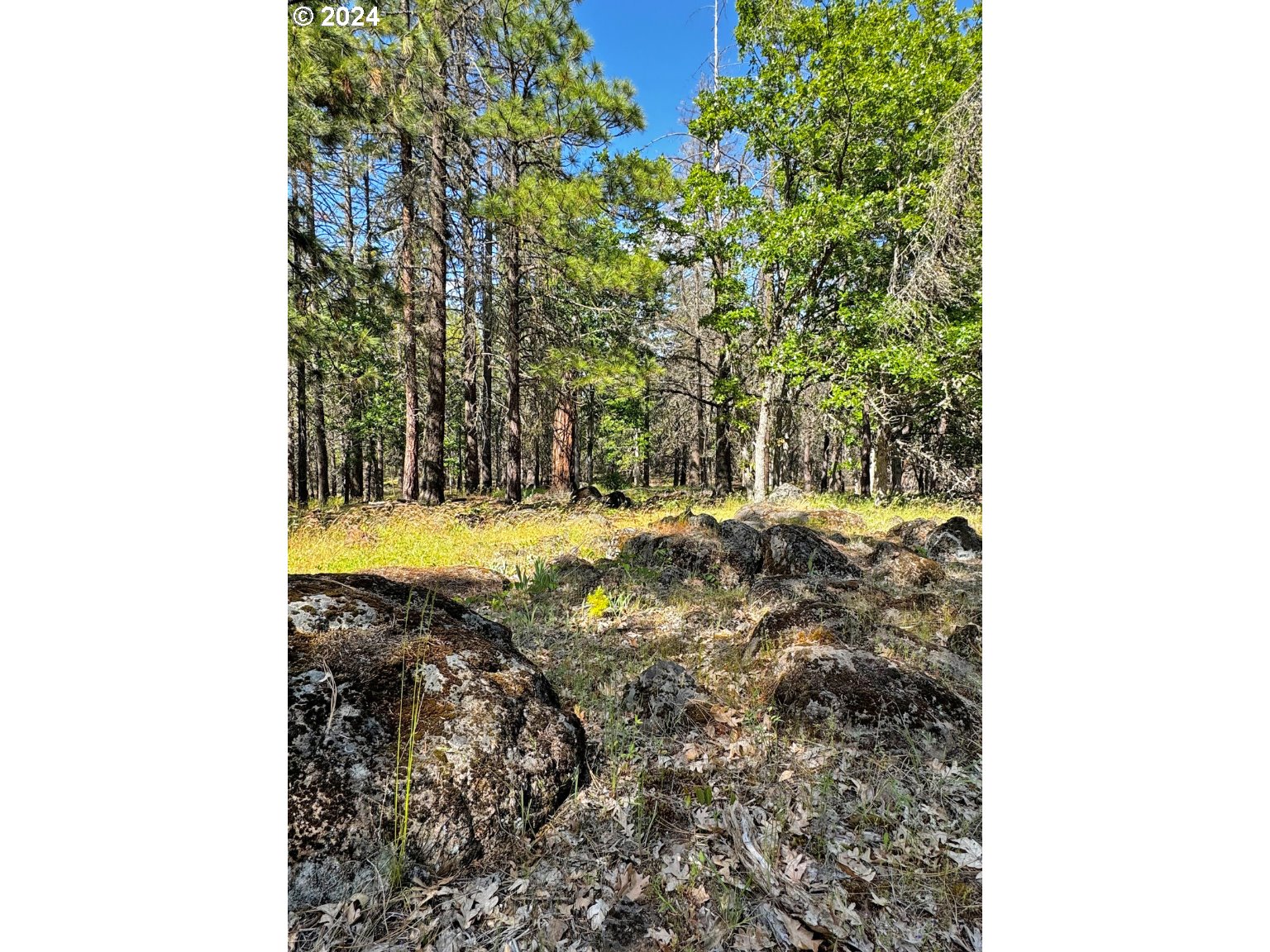 54 W Ponderosa DR