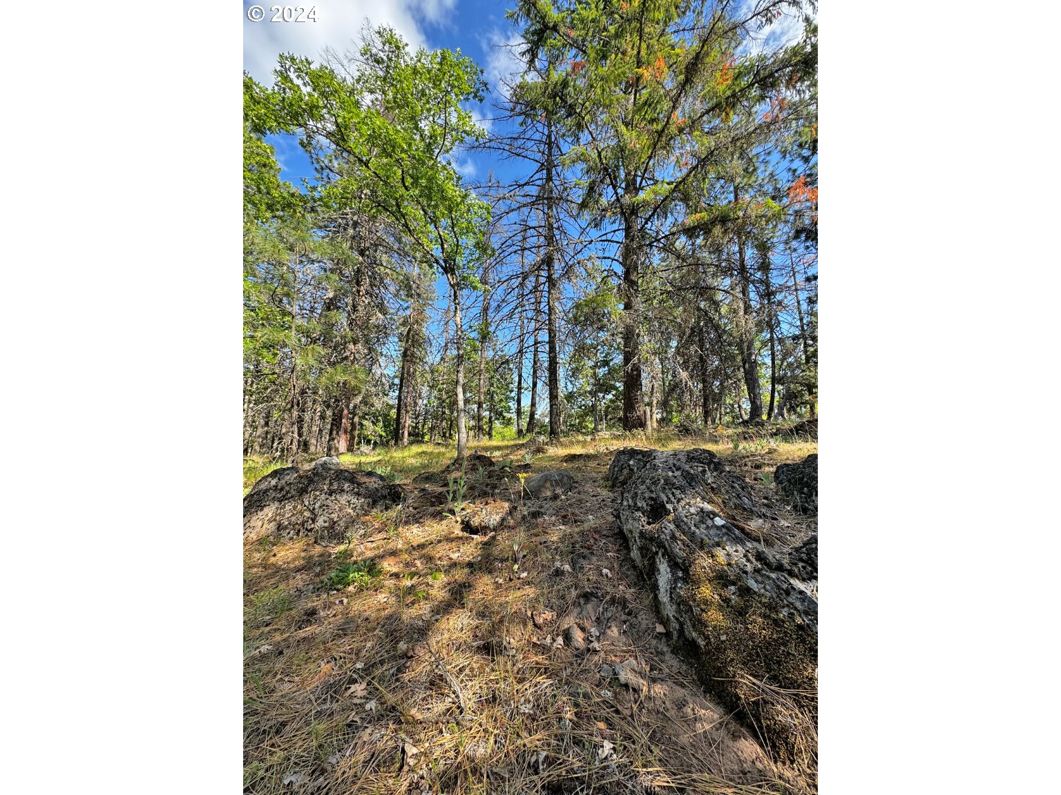 54 W Ponderosa DR