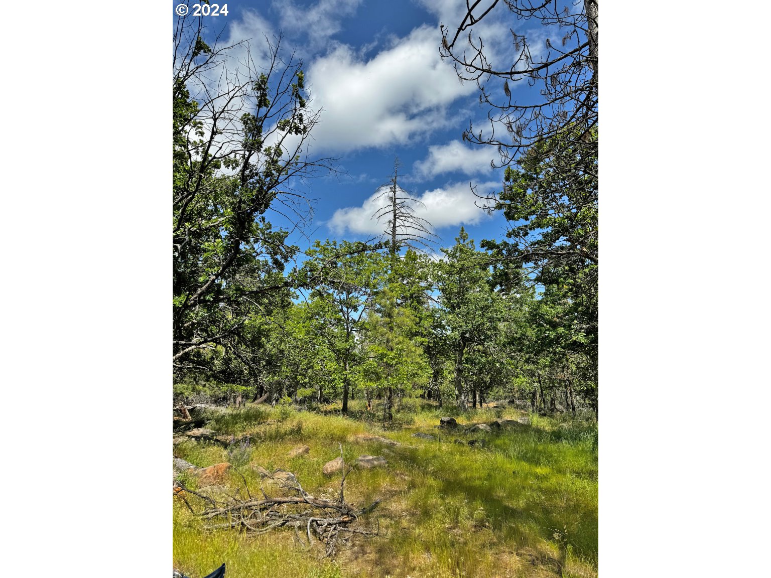 54 W Ponderosa DR