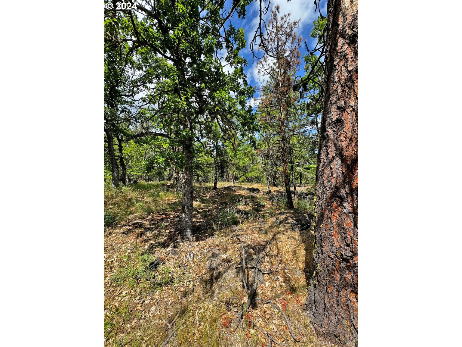 54 W Ponderosa DR