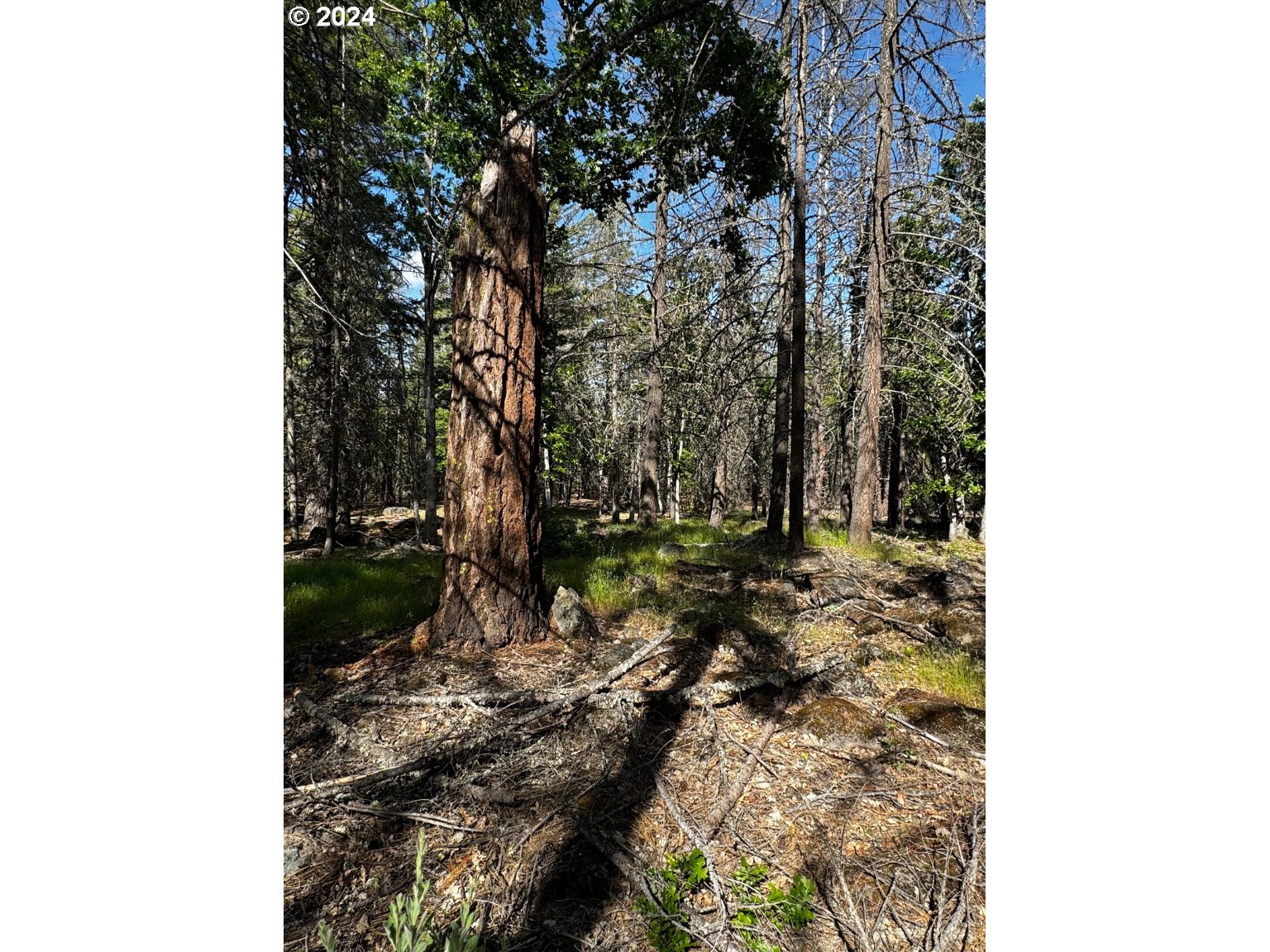 54 W Ponderosa DR
