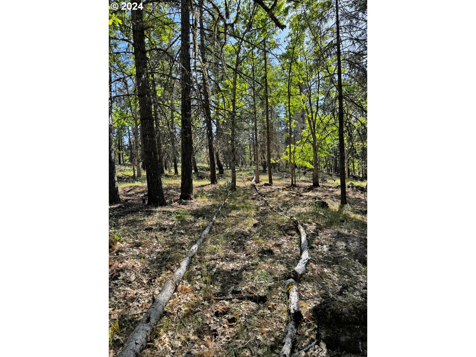 54 W Ponderosa DR