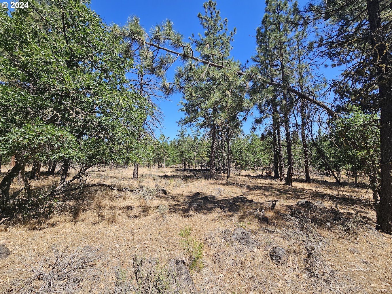 Tamarack RD 82