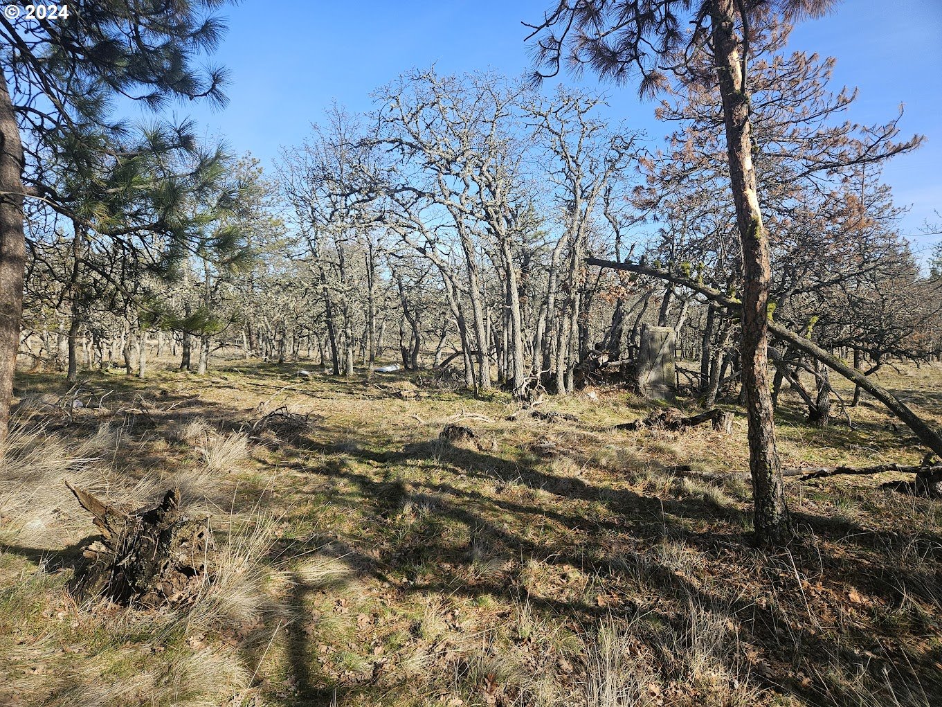 000 WOODLAND RD