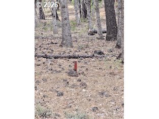 127 GOLDENPINE