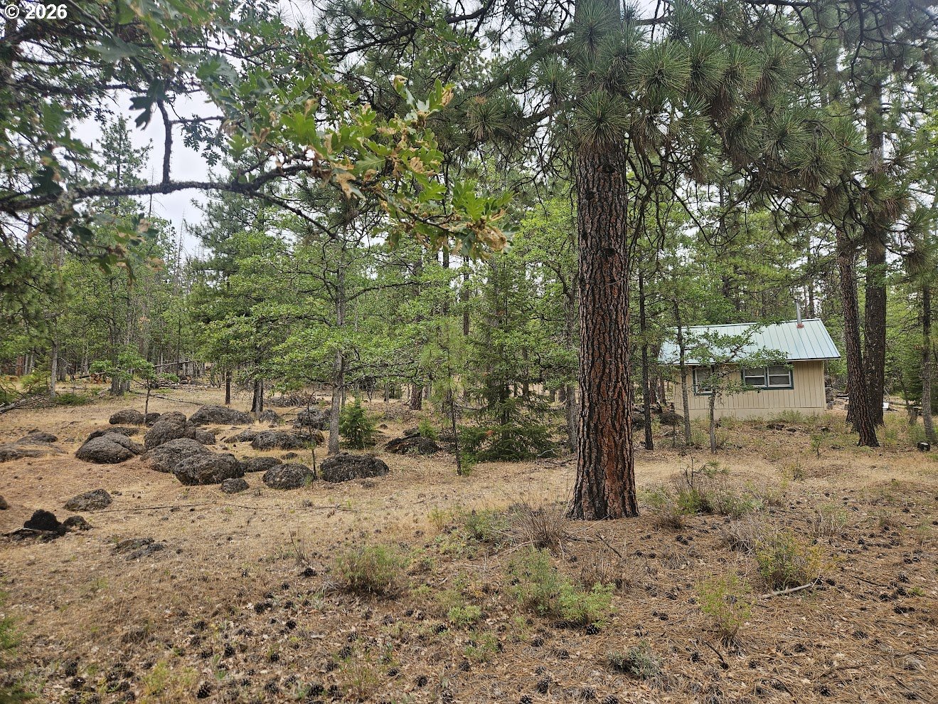 127 GOLDENPINE