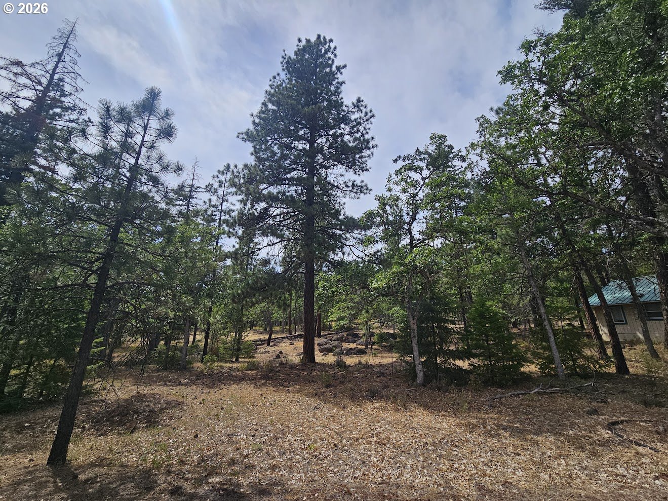 127 GOLDENPINE