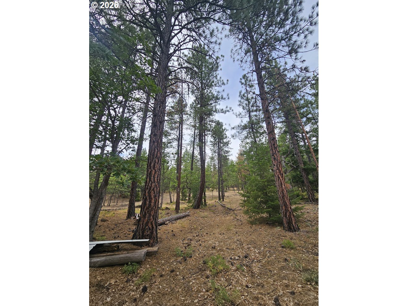 127 GOLDENPINE