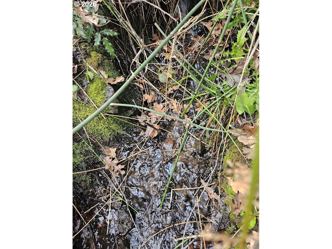 Wahkiacus Heights RD LOT 1