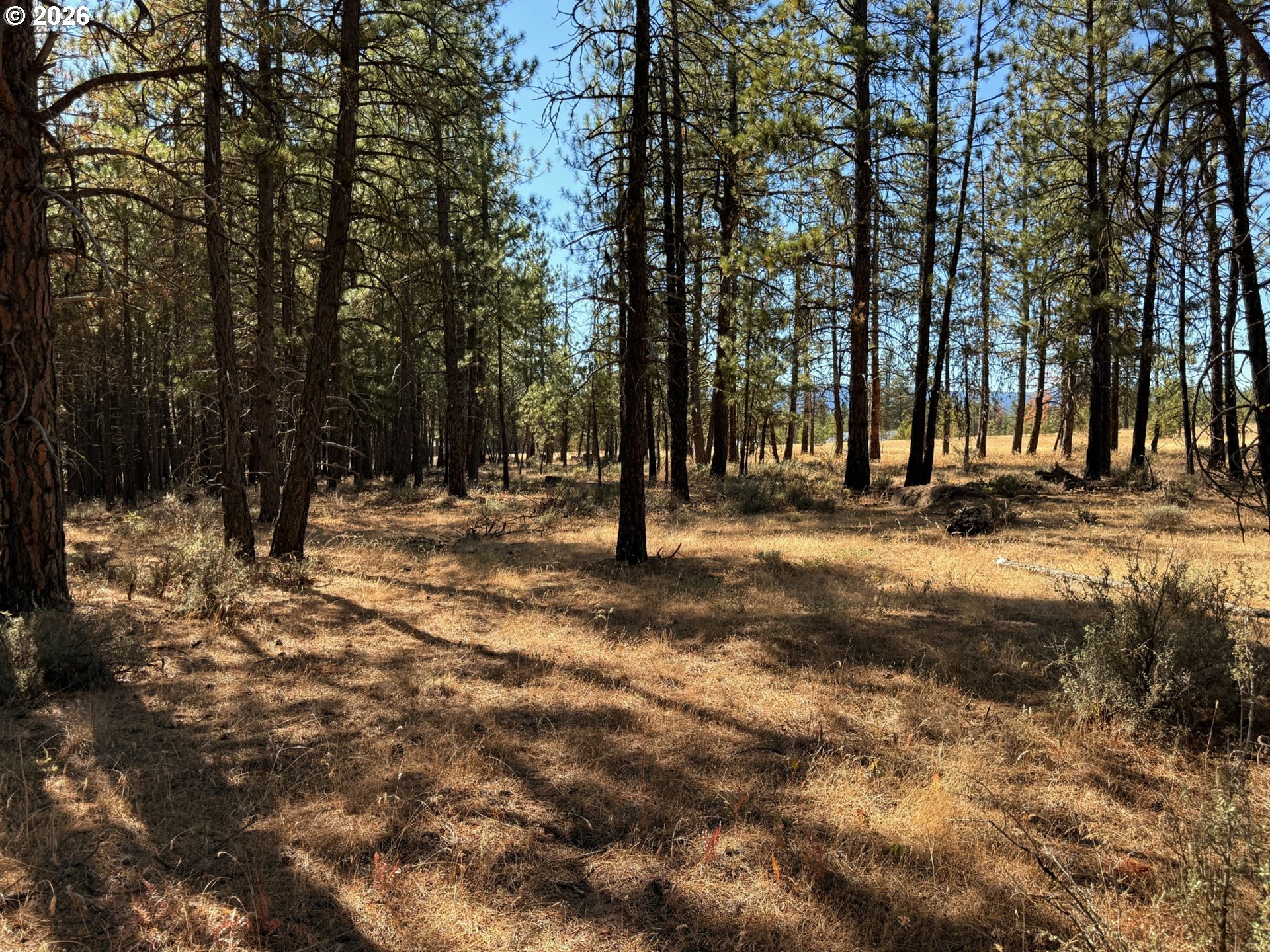 Box Canyon Buckhorn 1