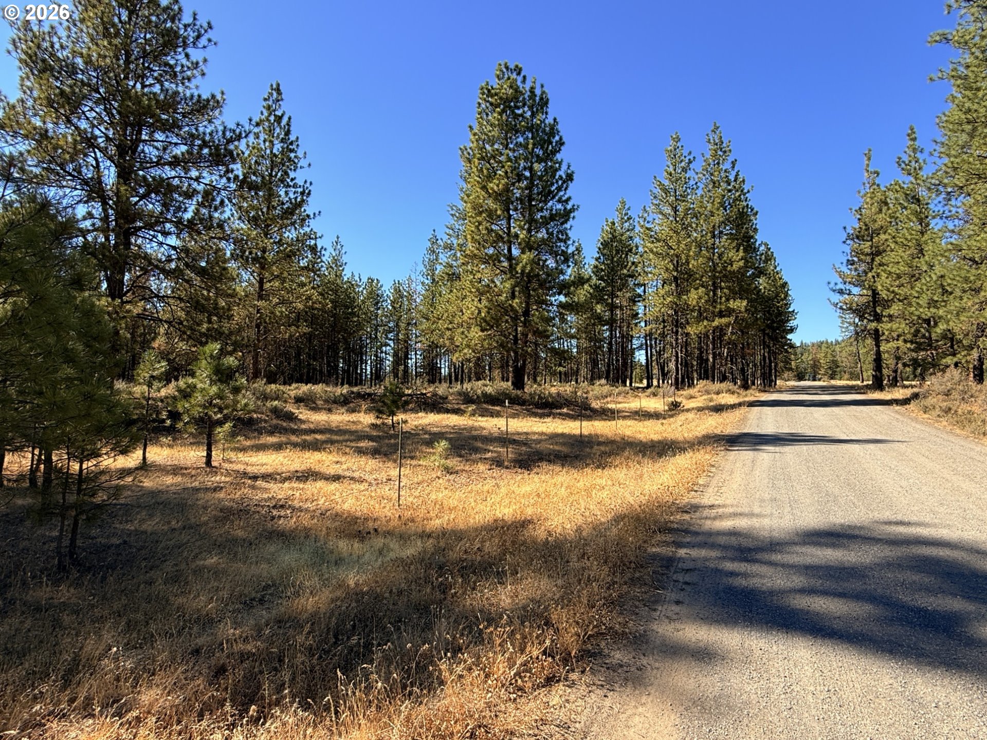 Box Canyon Buckhorn 1