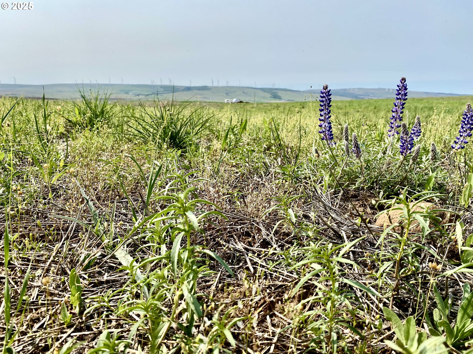 163 THREE SPURS LOOP